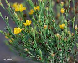 Image result for Hypericum lalandii