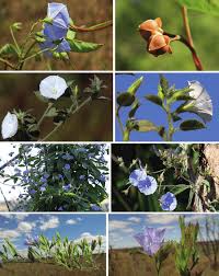 Image result for Ipomoea heterotricha