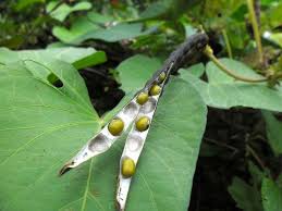 Image result for Vigna radicans