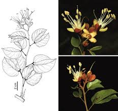 Image result for Hymenaea