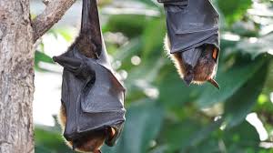 Fruit bats, also called flying foxes, are the animal reservoir for niv in nature. All About Nipah Virus How Is It Different From Swine Flu And Bird Flu Education Today News