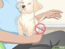 Holding on to your dog when he's sick and in pain can be less humane than putting him to sleep. 3 Ways To Measure A Dog S Temperature Wikihow