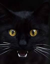 Un Chat Noir En 2020 Porte Malheur Chat Noir Tchad