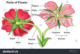 Flower Parts Diagram Front And Back View With All Parts Labeled Useful For School Education And Botany Biolog Parts Of A Flower Flower Structure Flower Anatomy