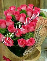 Beautiful tender gentle delicate flower background with small pink flowers. Good Morning Good Morning Flowers Beautiful Rose Flowers Beautiful Flowers Garden