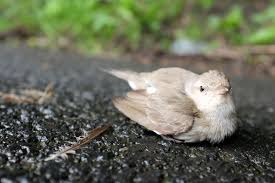 We did not find results for: Verletzter Vogel Gefunden Was Tun Zooplus Magazin