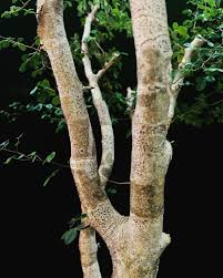 Image result for Commiphora