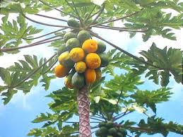 Image result for papaya