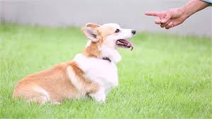 See more ideas about corgi, puppies, cute animals. Side View Of Welsh Corgi Stock Footage Video 100 Royalty Free 1016553040 Shutterstock