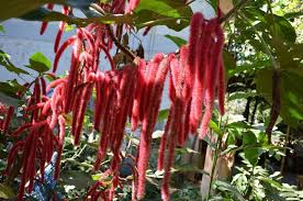 Image result for Acalypha nyasica