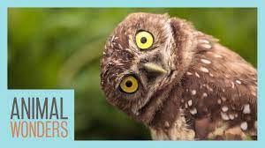 So why do owls need to turn their heads as far as they do? Can Owls Really Turn Their Heads All The Way Around Youtube
