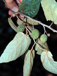 Image result for Guazuma