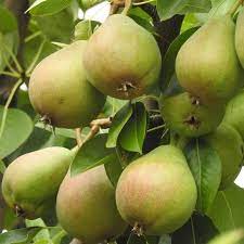 Great savings & free delivery / collection on many items. 8 Fruit Trees You Can Grow On Your Porch How To Grow Fruit Trees