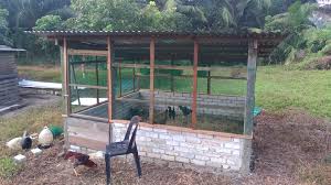 Ayuh, marilah kita semua mendoakan agar tuan reban ini. Pembekal Anak Ayam Siam Dan Dedak Murah Home Facebook