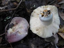 Image result for Russula variata