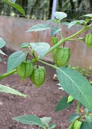 Image result for Physalis angulata