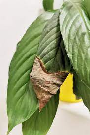 They're one of my favorite species on the list of houseplants that don't need sun: Why Do Peace Lily Leaves Turning Brown Plant Index