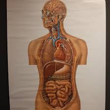 It requires a way into the subject, a means of making sense of what is being shown. Vintage Anatomy Wall Chart Of The Upper Body Circa 1960 For Sale At 1stdibs