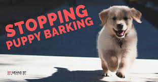 Here's what the barking stage of life could look like. Tips To Stop Puppy Barking Sit Means Sit Dog Training Bozeman