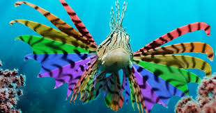 The latest tweets from vancouver aquarium (@vanaqua). You Better Work Fish Celebrate Pride At Vancouver Aquarium S After Hours My Vancity