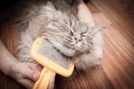 Meaning of grooming in english. 11 Tips For Looking After Long Haired Cats Cat S Best