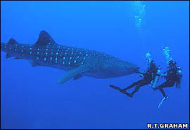 Image result for shark eggs