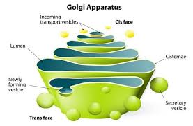 We did not find results for: Golgi Body Golgi Apparatus Golgi Complex Cell Organelle Javatpoint