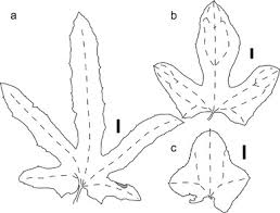 Image result for Coccinia mildbraedii