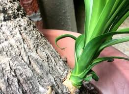How do you repot a ponytail palm? How To Propagate Ponytail Palm From Cuttings And Seeds 4 Ponytail Palm Palm Tree Plant How To Propagate Plants
