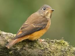 Image result for Rinorea ferruginea