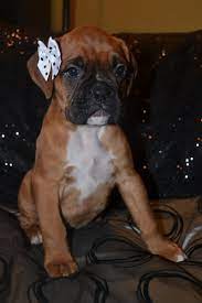 Boxer Girl Boxer Dogs Boxer Puppy Cute Dogs