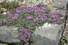 Zu der familie „sedum zählen eine große vielfalt an pflanzenarten. Flachwachsende Stauden Kaufen Native Plants
