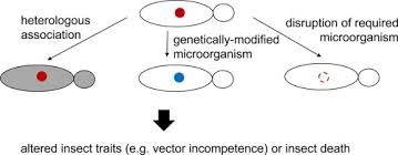 Arizona pest control reviews | pest & termite control since 1947. Hype Or Opportunity Using Microbial Symbionts In Novel Strategies For Insect Pest Control Sciencedirect