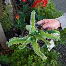 Image result for Kalanchoe daigremontiana