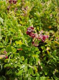 Image result for Rhagodia