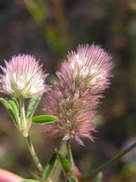 Image result for Trifolium polystachyum