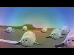 Twerking Bouncing Dancing Seals Meme Youtube
