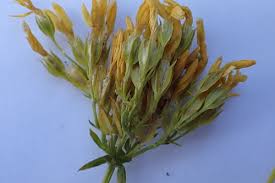 Image result for Sebaea longicaulis