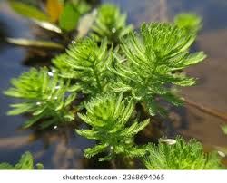 Image result for Myriophyllum spicatum