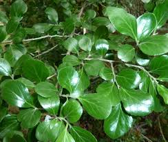 Image result for Dovyalis zeyheri