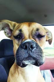 Dog Stung By A Bee Here S How To Treat It Whole Dog Journal Dog Hives Dog Bee Sting Dogs