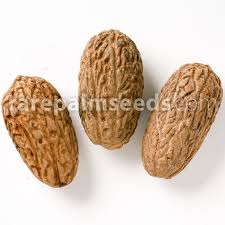 Image result for Raphia ruwenzorica