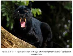 Sadly, it is legal to own big cats as pets in texas. Texas Cryptid Hunter Black Panther Sightings In Texas Continue