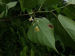 Image result for Alangium chinense