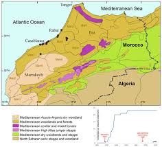 Image result for Lotus mlanjeanus