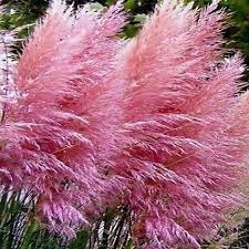 Five Pink Pampas Grass Cortaderia Selloana Rosea 5 Live Evergreen Perennial Plant Ornamental Grasses Purple Pampas Grass Cortaderia Selloana Pink Pampas Grass