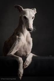 Spanish Greyhound Dogs Grey Hound Dog Animals Pets