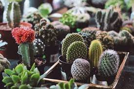 And in the meantime, to save energy, the new growth will be distorted and weary. Top 3 Best Grow Lights For Cactus Succulent Alley