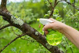 Strain liquid through a cheesecloth and combine with 1 gallon water. When To Spray Neem Oil On Fruit Trees Grower Today