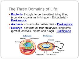 introduction to the kingdoms of life chapter 19 how do